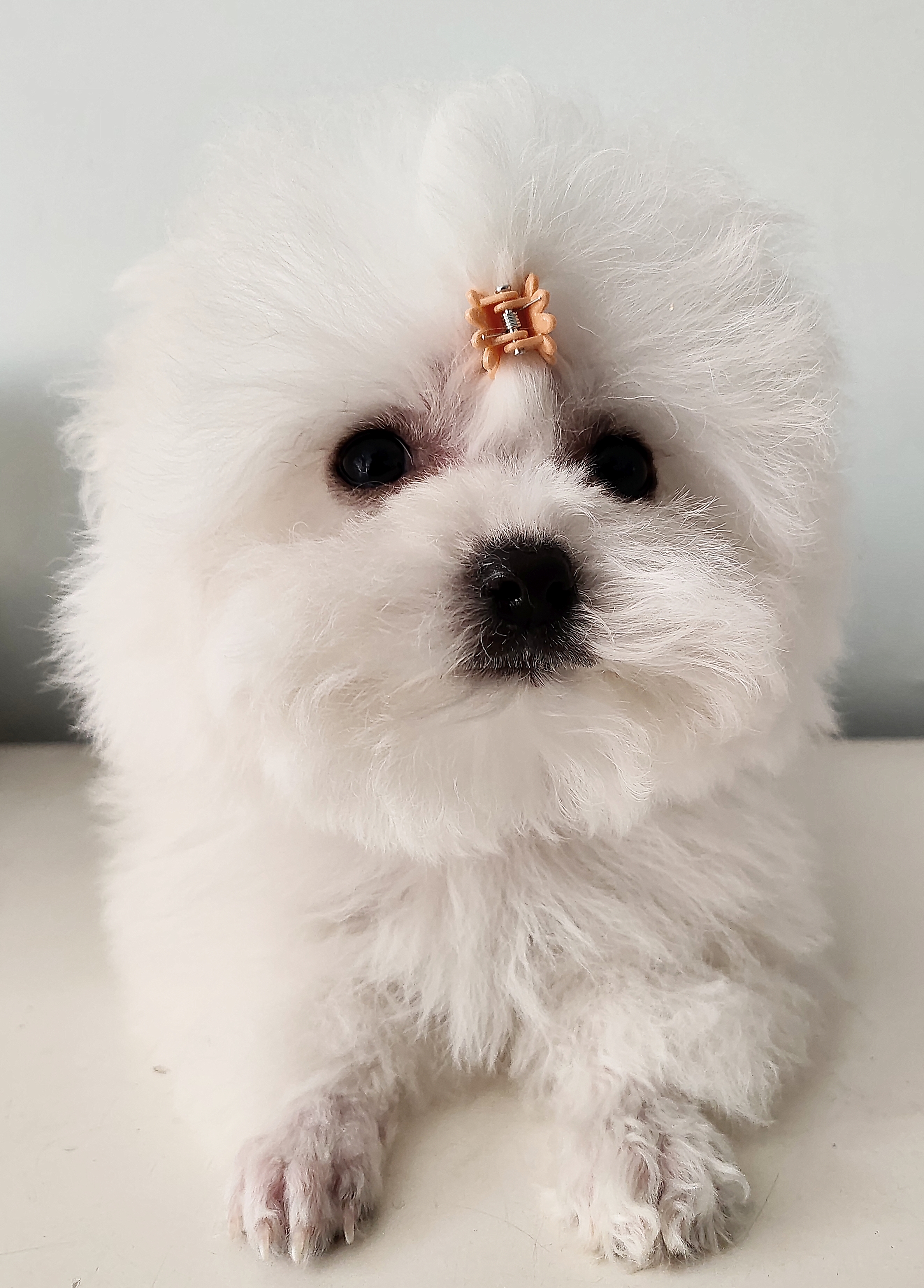 比熊